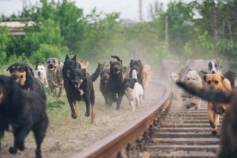 Bijeli bog (Fehér isten), red. Kornél Mundruczó