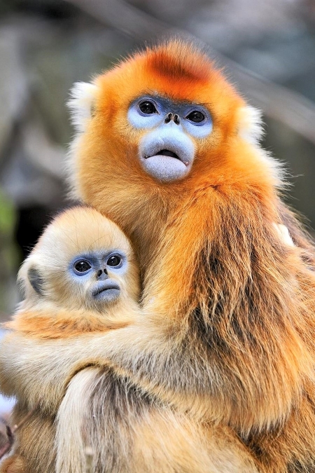 <em>Bistri majmuni</em> (<em>Clever Monkeys</em>) s Davidom Attenboroughom, 2008.