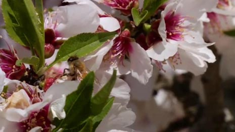 Pošast (Colony), red. Ross McDonnell, Carter Gunn