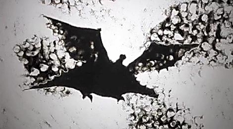 Z Z Zmaj, red. Lucija Majnarić 